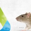 8 Cara Mengusir Tikus Di Rumah Dalam Islam