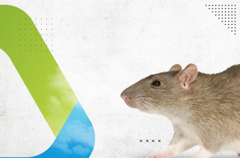8 Cara Mengusir Tikus Di Rumah Dalam Islam